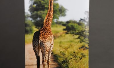 GiraffeBannerStand_VVlogo.jpg